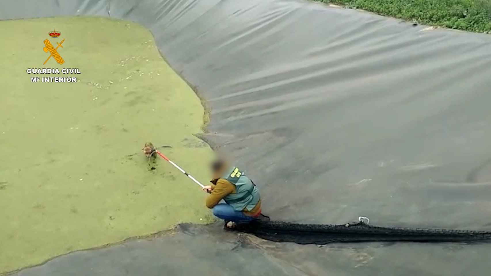 La Guardia Civil durante el rescate de un zorro que se estaba ahogando en una balsa cercana al Parc Natural dels Aiguamolls / GC