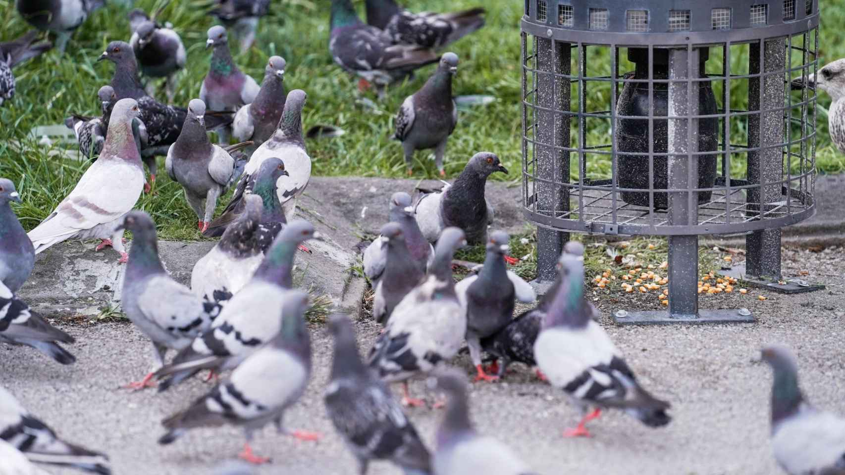 La Plaza Cataluña de Barcelona, inundada de palomas / EP