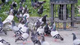 La Plaza Cataluña de Barcelona, inundada de palomas / EP