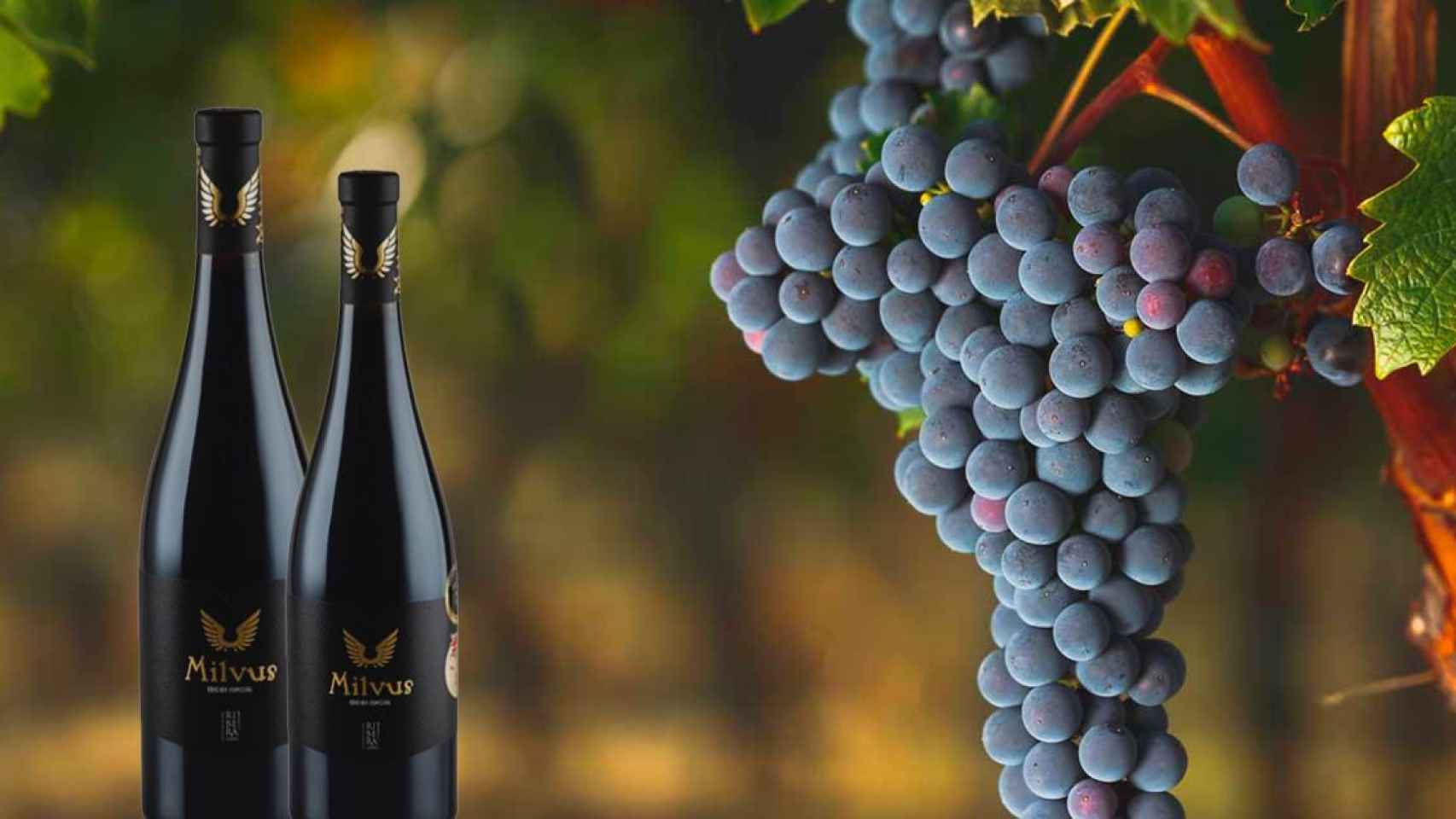 Una parra de uva con dos botellas de Milvus tinto 2017 / MILVUS