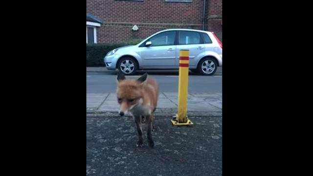 Una foto del zorro roba carteras
