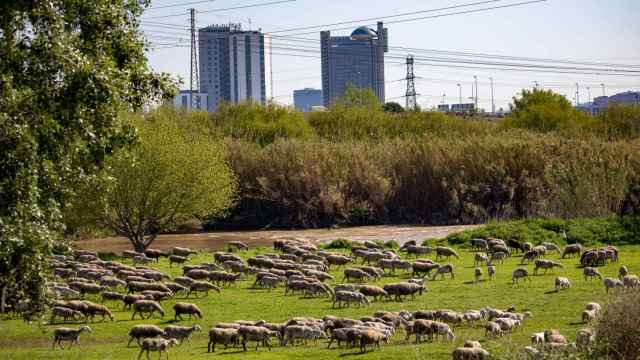 Un rebaño de ovejas pasta junto al río Llobregat / AMB