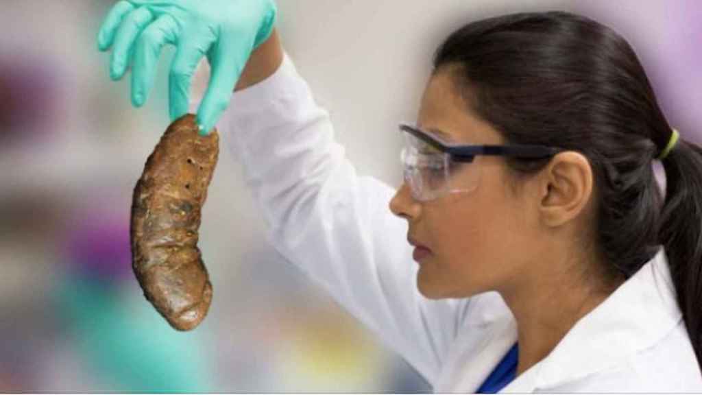 Una investigadora analiza un excremento humano