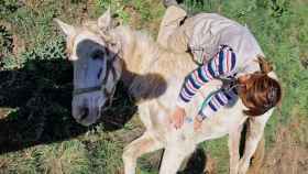 Muere un caballo en Lleida / @arre horse shelter