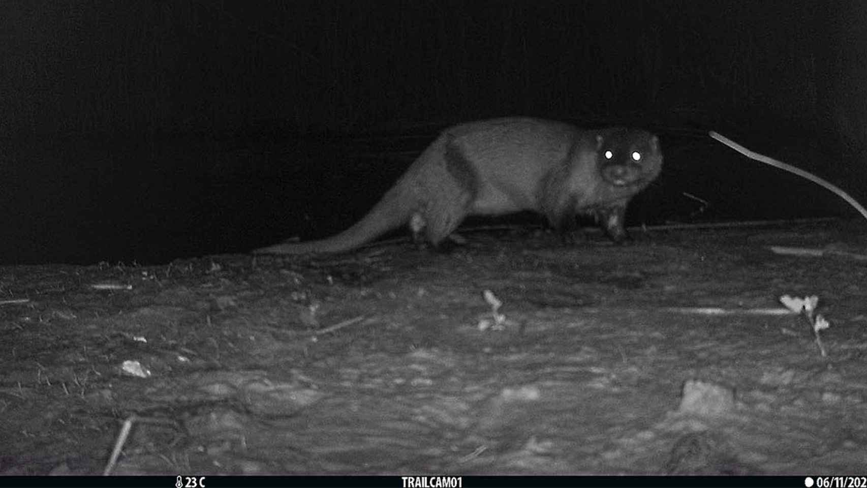 Nutria vista en el Llobregat / AMB