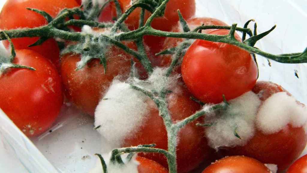 Tomate con moho, peligroso para ingerir en caso de retirar la parte afectada / PIXABAY