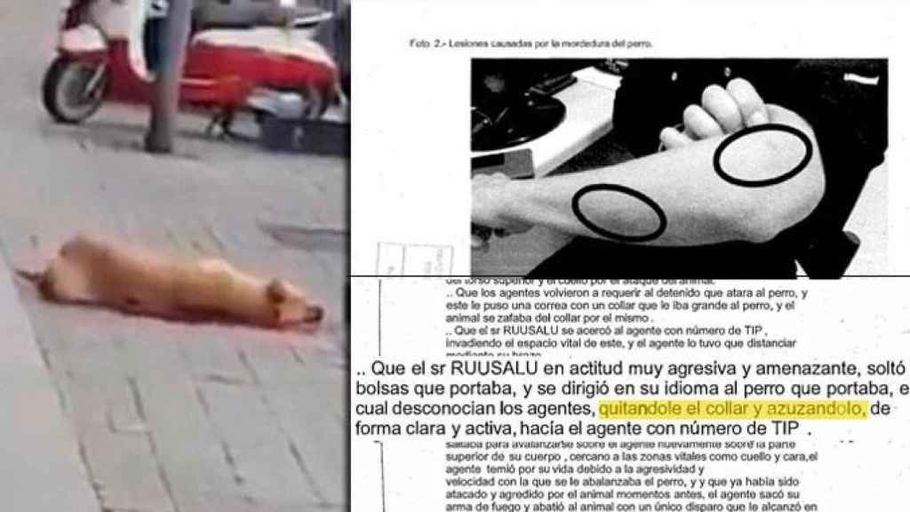 'Sota', la perra abatida por la Guardia Urbana y el atestado policial del cuerpo / CG