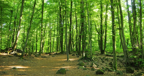  la Fageda d'en Jordà / Escapada rural