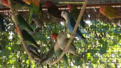 Aves rescatadas por la protectora Ave Fénix / CEDIDA