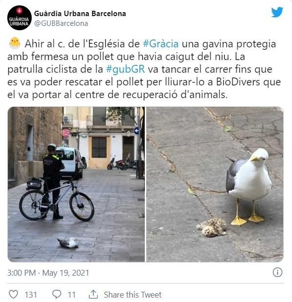 La publicación de la Guardia Urbana sobre la gaviota / TWITTER