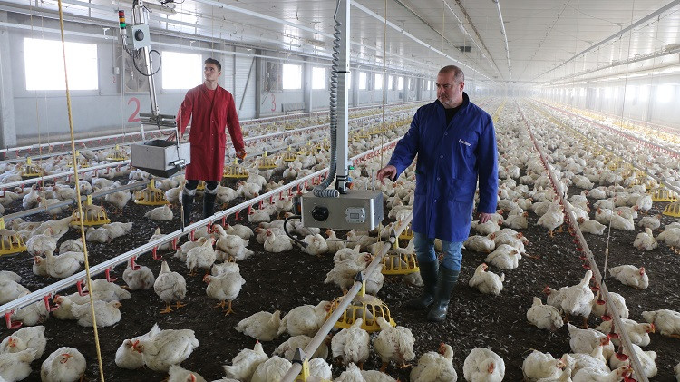Las explotaciones de aves se decantan por una tecnología menos invasiva para los animales / JARC