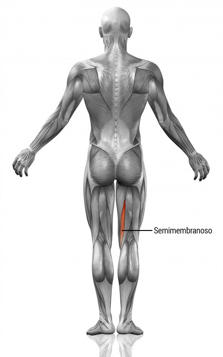 Semimembranoso, el músculo lesionado de Rakitic / CULEMANÍA