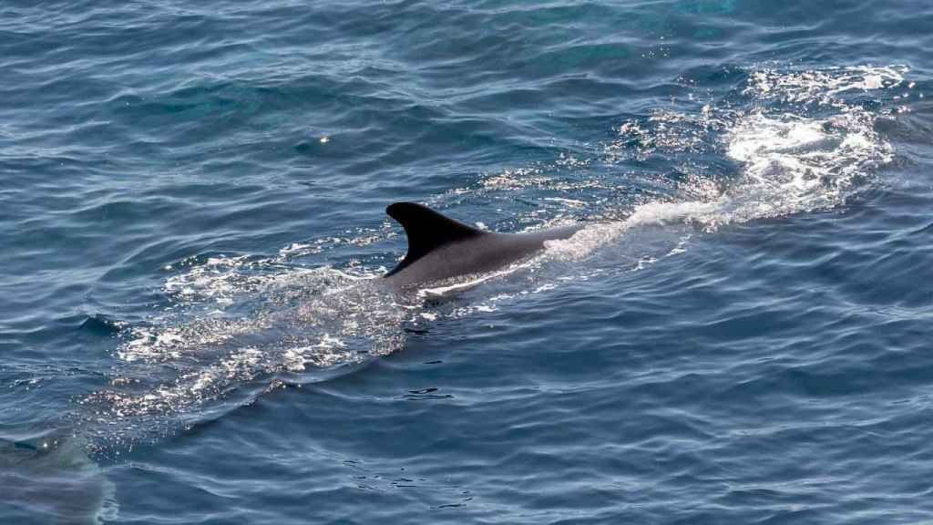 La ballena Balaenoptera Physalus / FLICKR