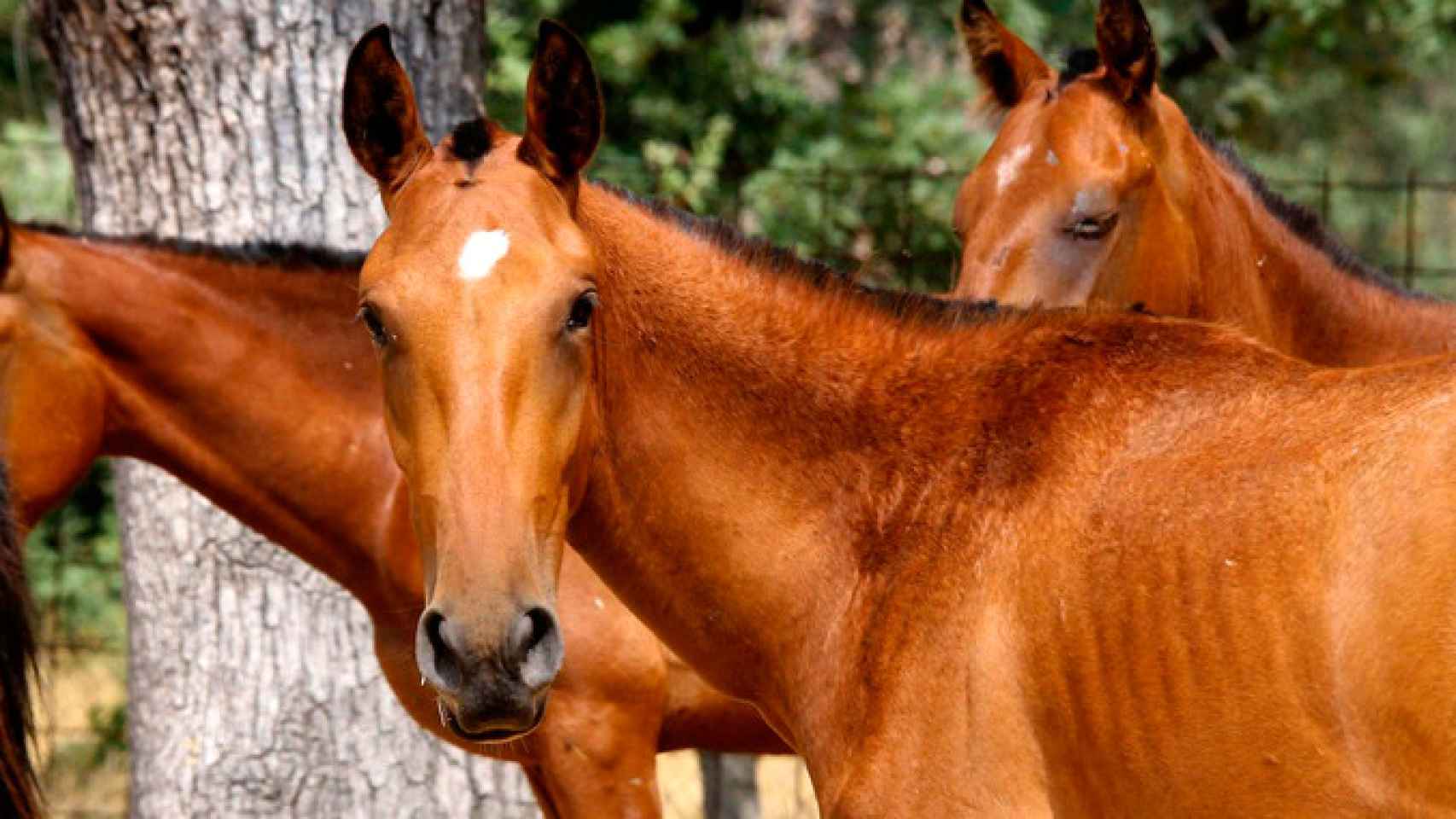 Caballos en una dehesa en referencia a Laiz Sport Horses, una de las empresas que se evaden de Cataluña / EFE