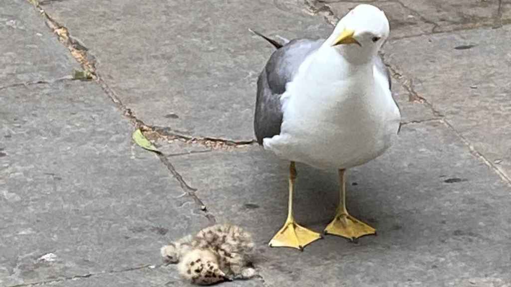 Una gaviota protege a su polluelo, caído en el suelo de Barcelona / TWITTER