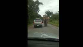 Un elefante arranca el techo por comida