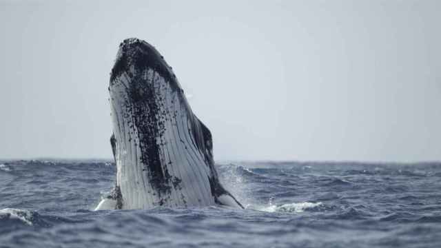 Dos ballenas se abrazan EFE