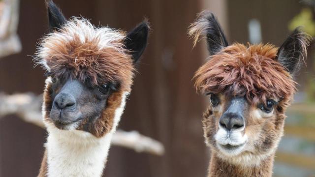 Imagen tomada de dos alpacas sudamericanas / PIXABAY