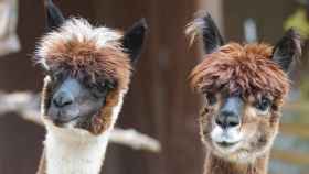 Imagen tomada de dos alpacas sudamericanas / PIXABAY