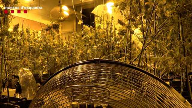 Plantación de marihuana incautada por los Mossos / MOSSOS