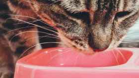 Gato comiendo / PEXELS