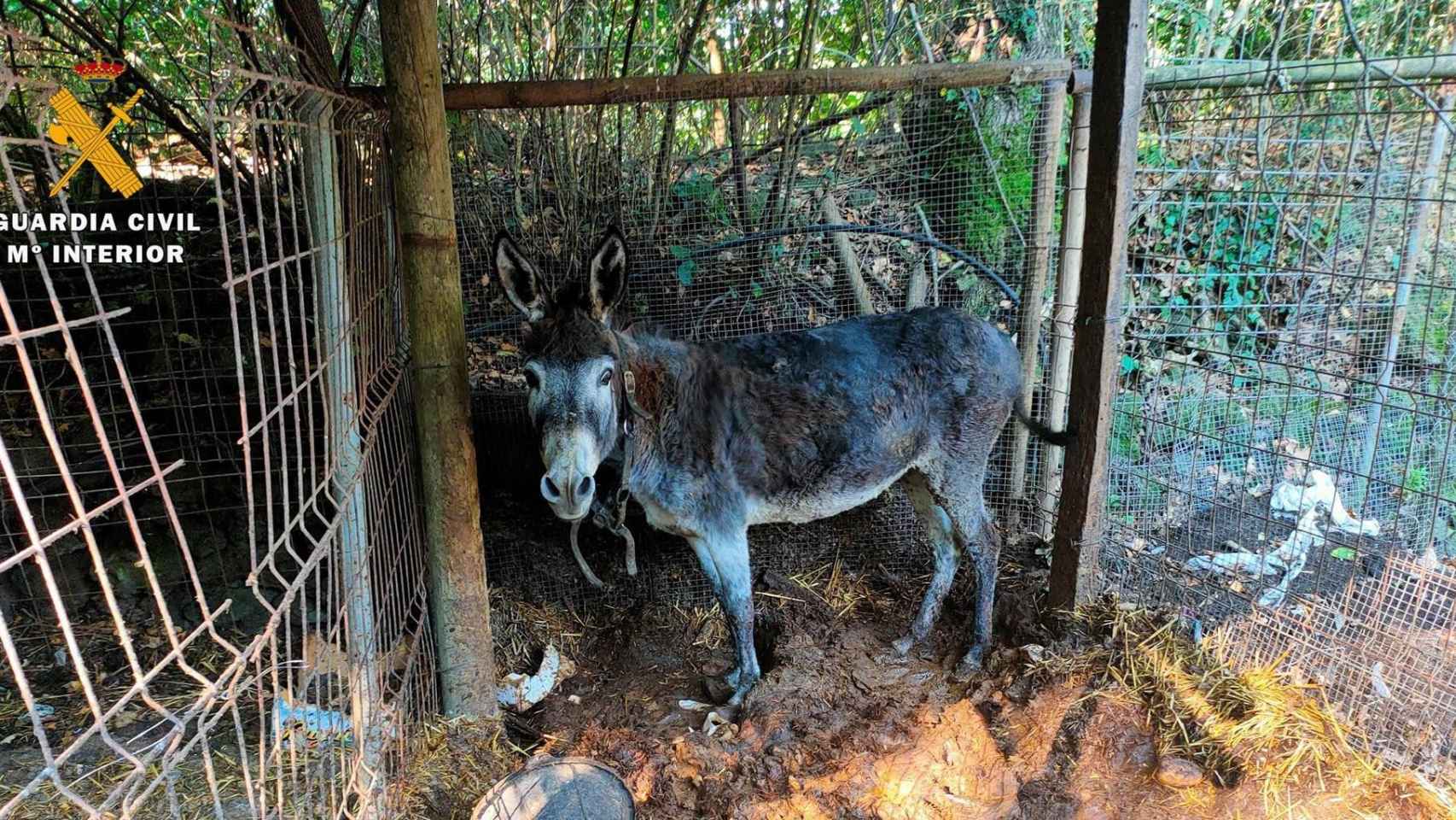 La Guardia Civil investiga a un hombre de Olot (Girona) por presunto maltrato animal y tener en cautividad aves de especies protegidas / GUARDIA CIVIL