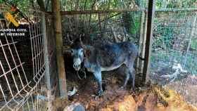 La Guardia Civil investiga a un hombre de Olot (Girona) por presunto maltrato animal y tener en cautividad aves de especies protegidas / GUARDIA CIVIL