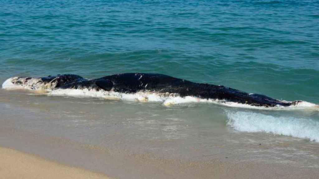 Ballena muerta en la playa de Mataró / CCMA