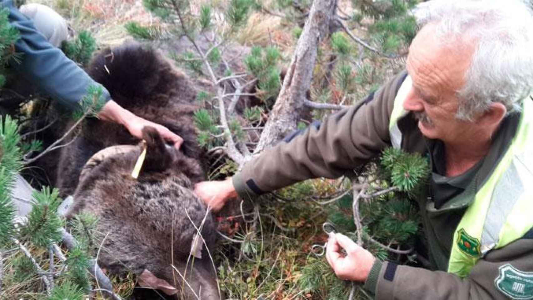 El oso Goiat durante un cambio del collar GPS / AGENTS RURALS