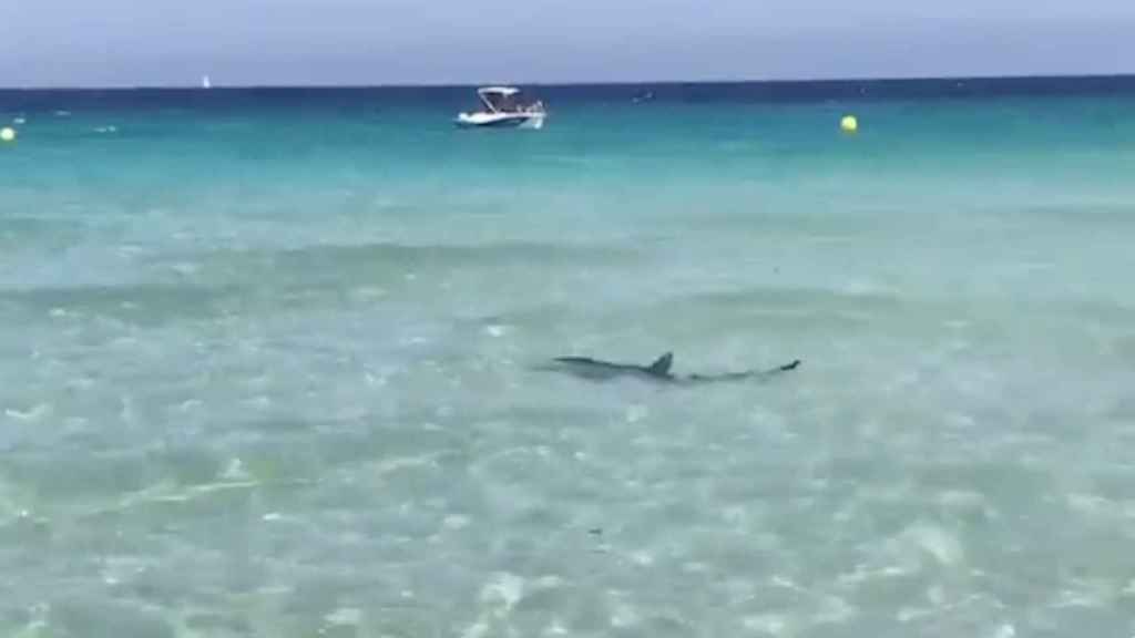 Una imagen del tiburón en Calas de Mallorca / Twitter