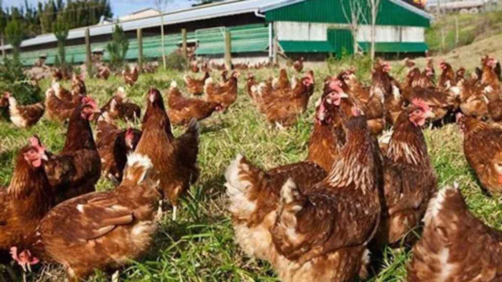 Gallinas criadas en una granja en libertad / CG