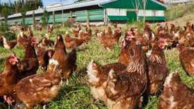 Gallinas criadas en una granja en libertad / CG