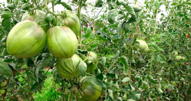 Plantas tomate de Sorrento