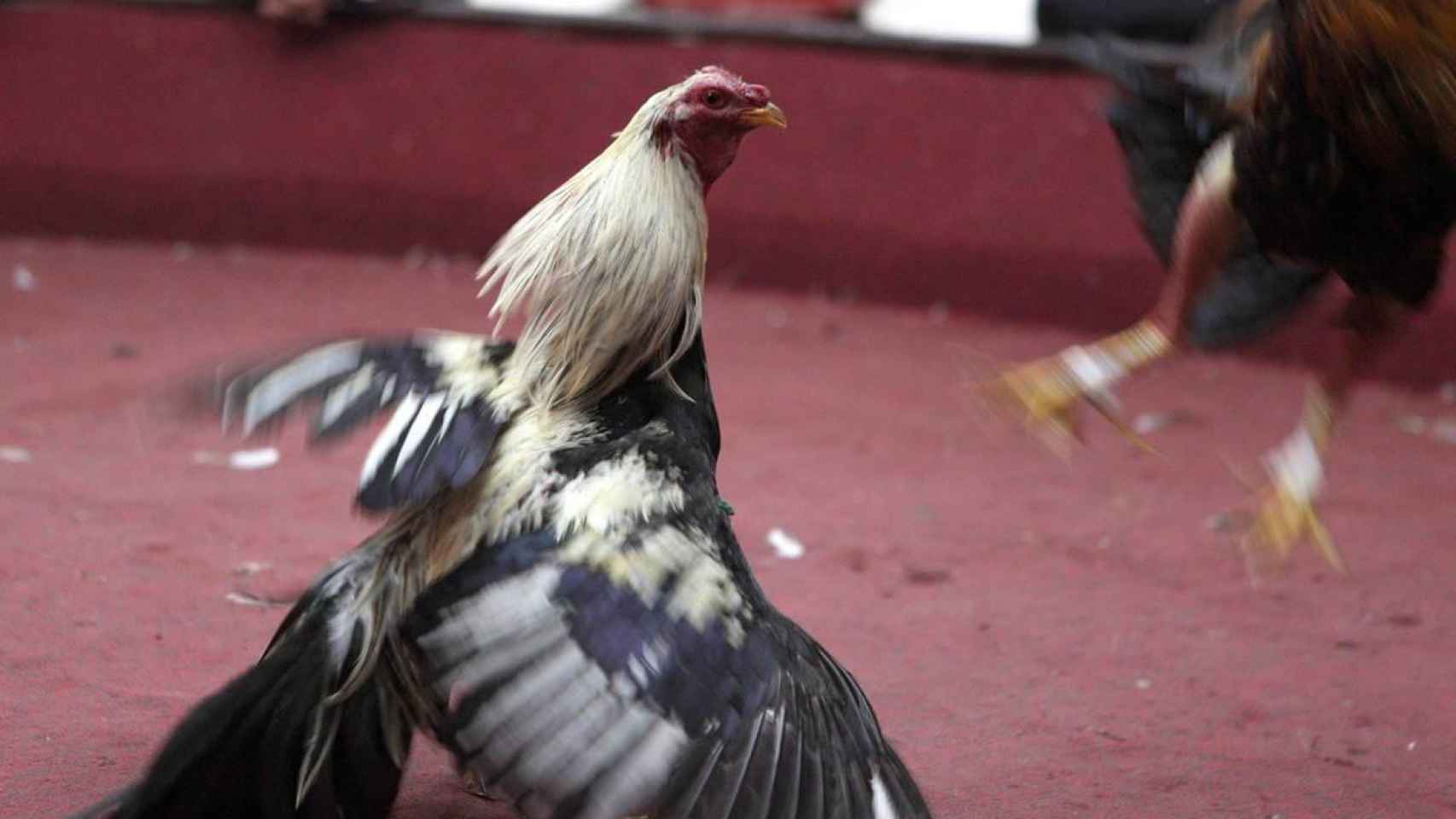 Una pelea de gallos / EFE