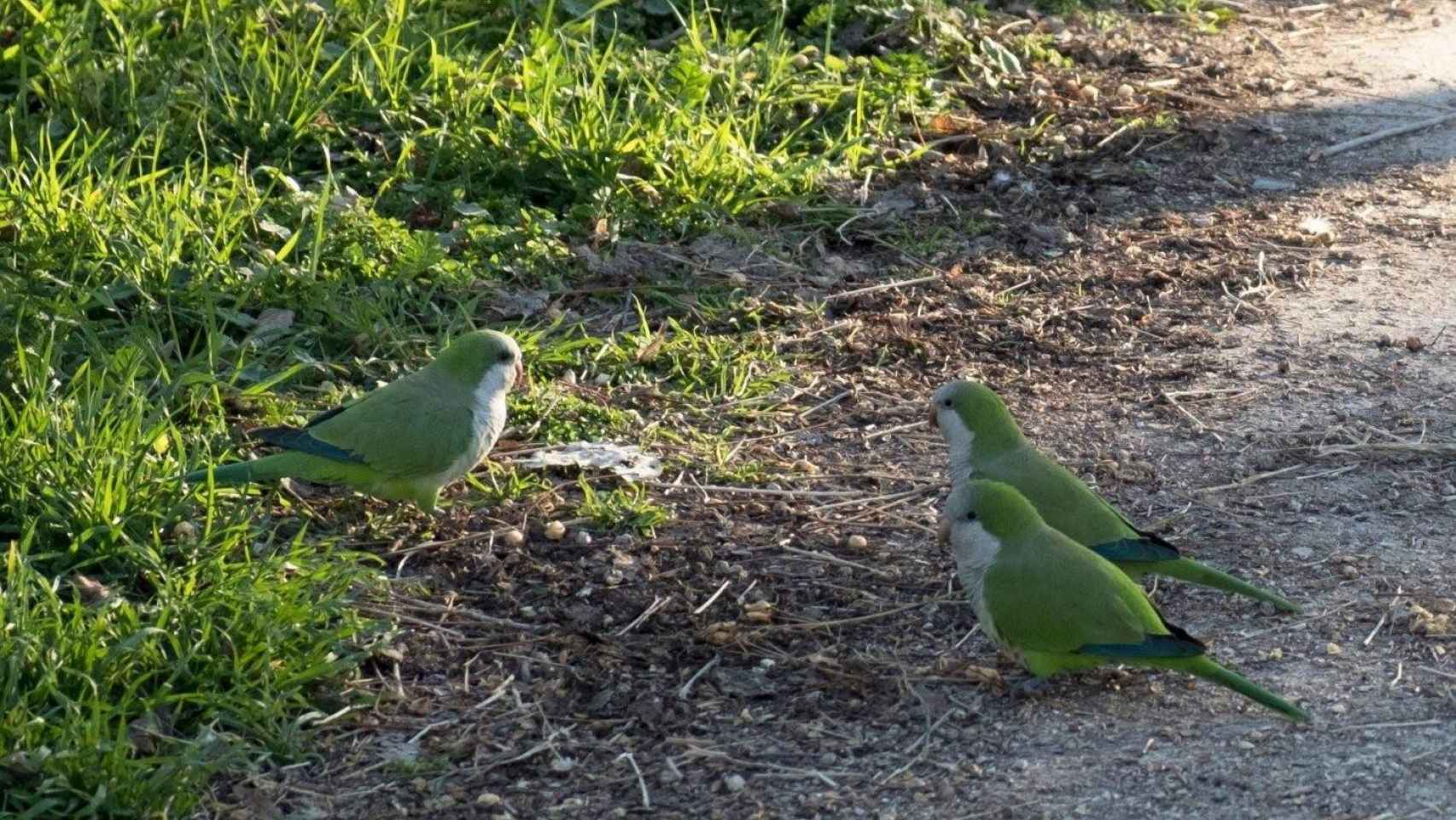 Un grupo de cotorras de un parque de Madrid / EP