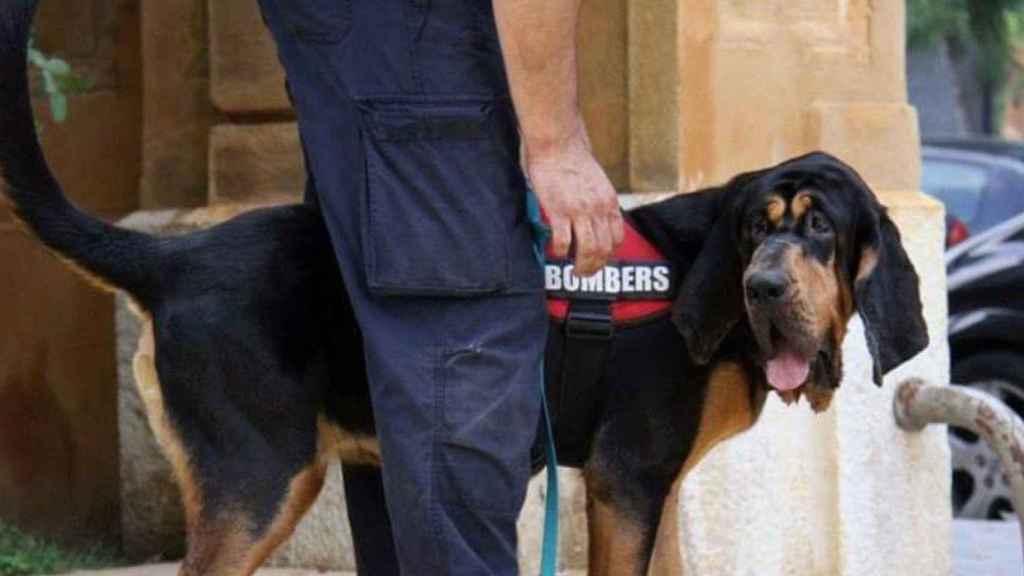 'Inde' la perra de rescate que ha localizado al niño de 12 años perdido en Barcelona / BOMBERS