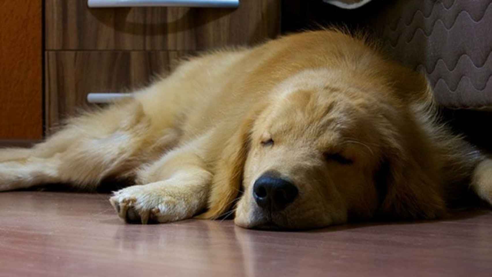 Una foto de archivo de un perro durmiendo