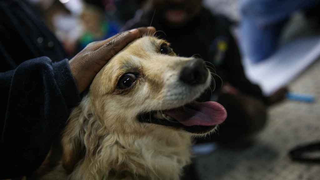 Primer mapa de la afectación de una nueva enfermedad que sufren los perros EFE