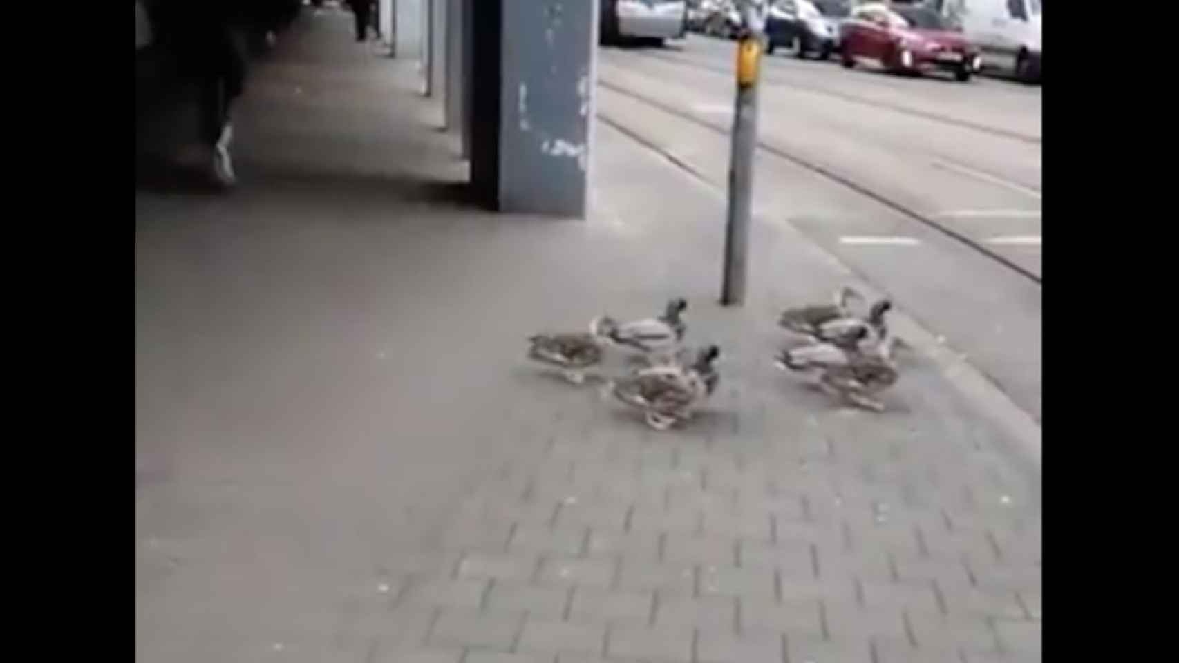 Una foto de los patos respetando un semáforo en rojo