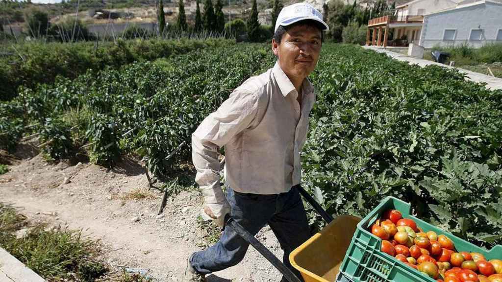 Un agricultor recoge tomates / EP