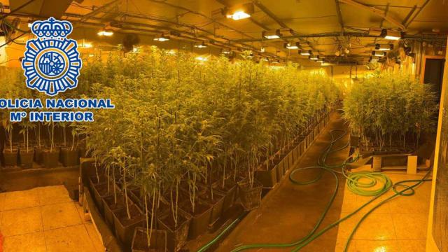 Una de las plantaciones desmanteladas en desmanteladas en el operativo realizado en Polinyá y Montcada i Reixac / CNP