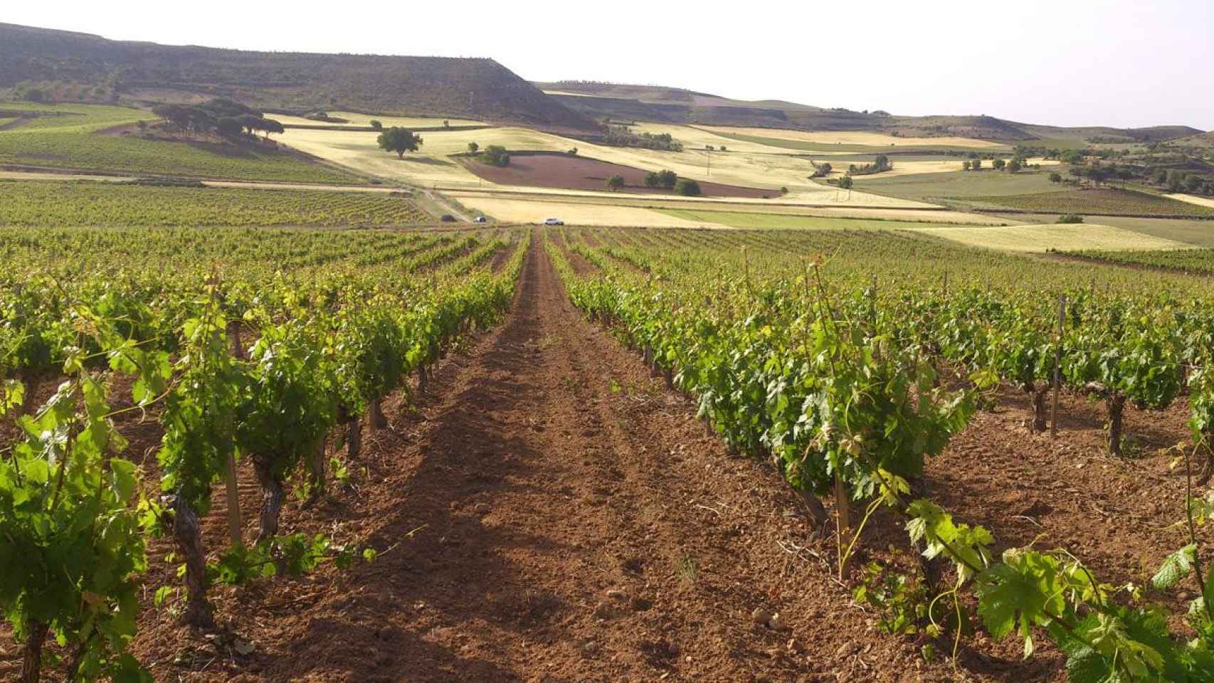 Un viñedo de la compañía Bodegas Torres