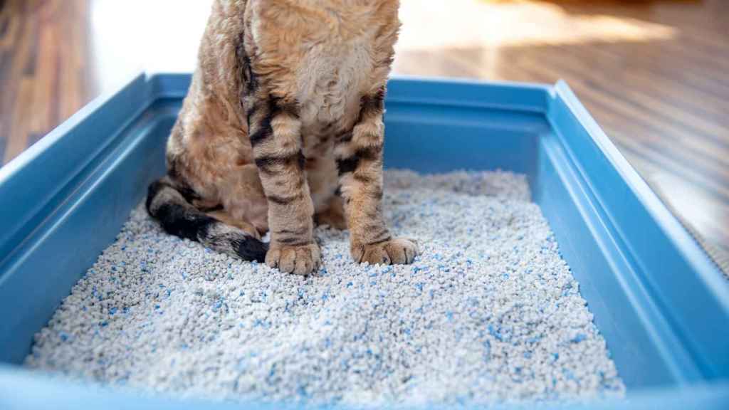 Imagen de un gato en su arenero