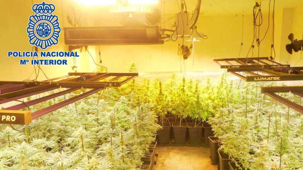 Plantación indoor desmantelada por la Policía Nacional / CNP