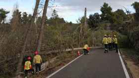 Árbol caído en medio de una carretera / @bomberscat (TWITTER)