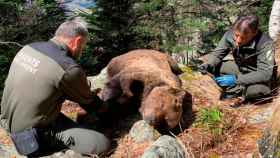 Dos agentes forestales analizan el cadáver el oso Cachou en Les (Lleida) / CGA