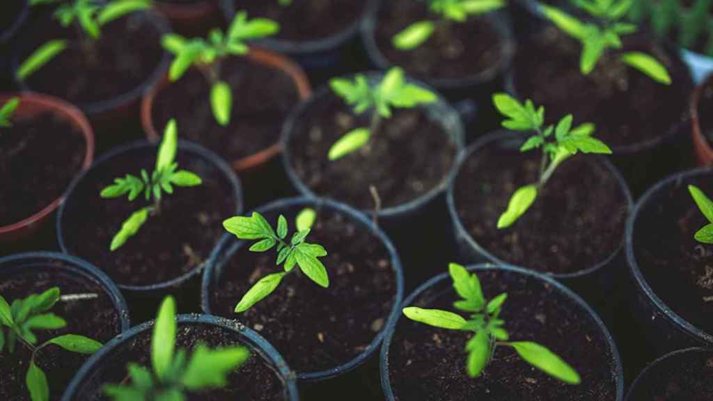 Plantación de tomates para huerto urbano