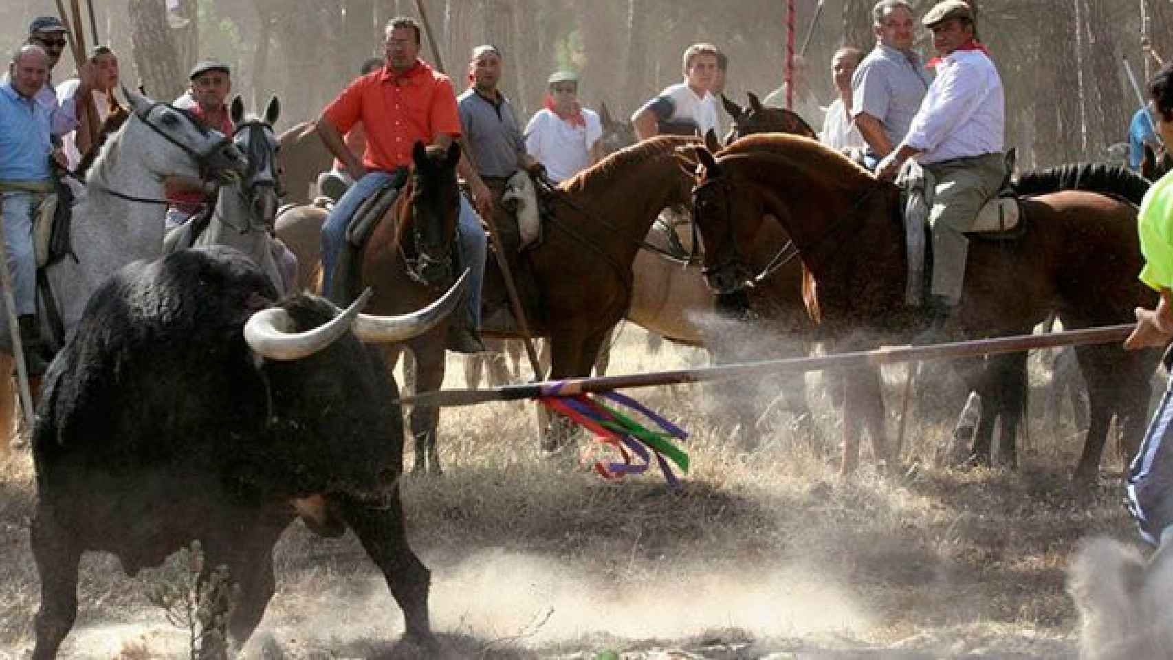 Un hombre lancea al Toro de la Vega mientras otros participantes en la polémica práctica lo miran.