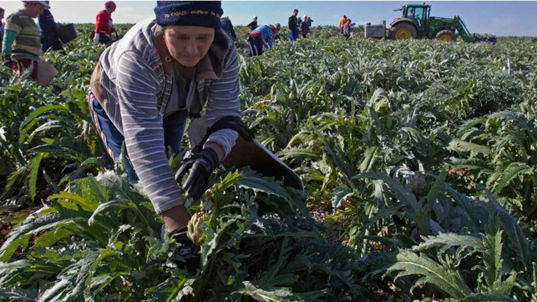 Imagen de una jornalera trabajando en el campo andaluz.