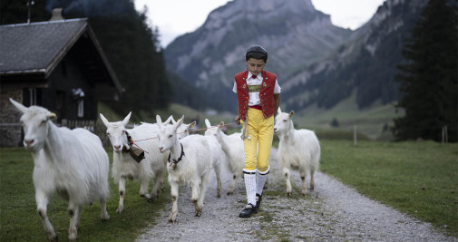Roman, un joven pastor, conduce sus cabras durante el traslado anual del ganado (Alpabzug) en los Alpes Saemtis, en Bruelisau, Suiza - EFE/EPA/GIAN EHRENZELLER